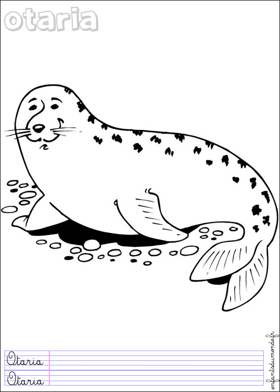 coloriage otarie 1